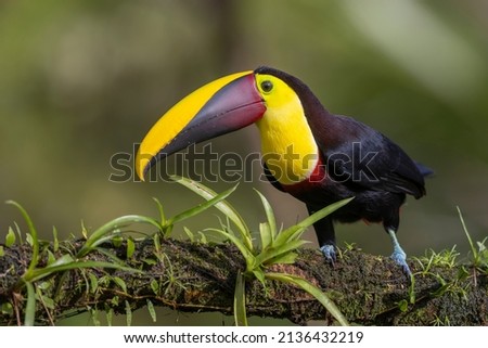 Beatiful Toucans withs it's colorful and big beaks, Costa Rica