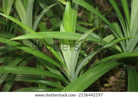 Pandan leaves in private garden in the afternoon. Picture taken from the side slightly above, in cloudy weather.