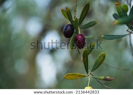 Olive fruits on tree in Japan