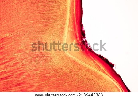 Tooth development from human under microscope view for education.
 Royalty-Free Stock Photo #2136445363