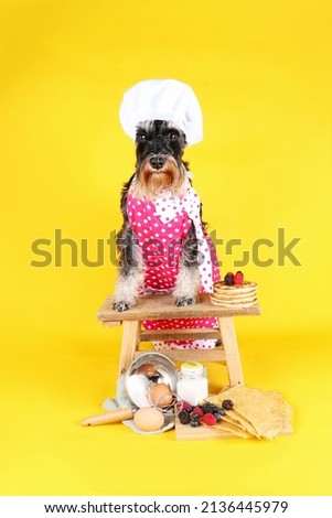 dog miniature schnauzer pet animal cooking pancakes