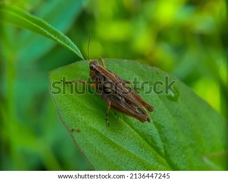 A Small Brown Insect on the Green Leaves