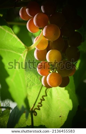 Fresh grapes in the garden on a sunny day. Stock Photo