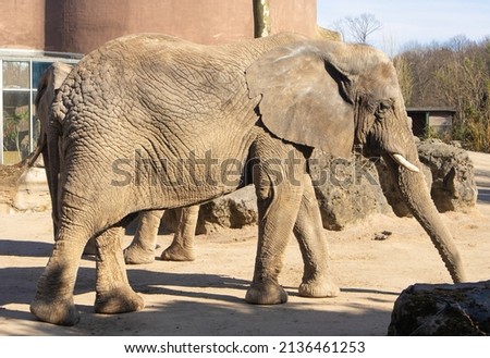 The elephant is large, wrinkled, brown with a tusk. Walking in the zoo.The concept of animal protection, care, wildlifeHigh quality photo