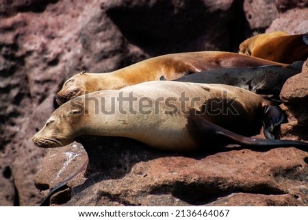 Giant sea lions lying on the rocks. The largest reproductive colonies live in the protected biosphere reserve on San Rafaelito, Espiritu Santo Island in the Sea of Cortes, Baja California Sur, Mexico. Royalty-Free Stock Photo #2136464067