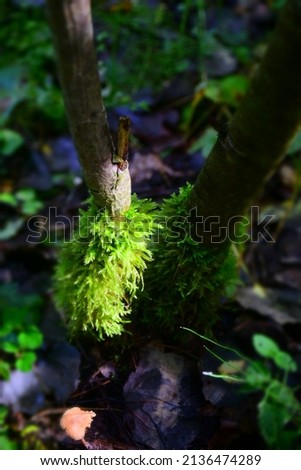 Green moss in the forest. Stock Photo