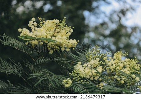 Spring Mimosa flowers. Mimosa on blu background, concept of spring season.