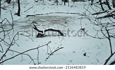 frozen pond, snag on the shore, animal tracks in the snow