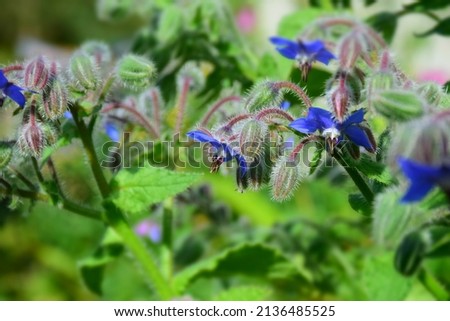 Blue star flower in the garden. Stock Image