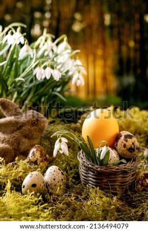 Easter greeting. Basket with quail color eggs and bunny rabbit on moss in spring forest, beautiful first blossom white snowdrops flowers in wild forest at background. Easter holidays creative layout.