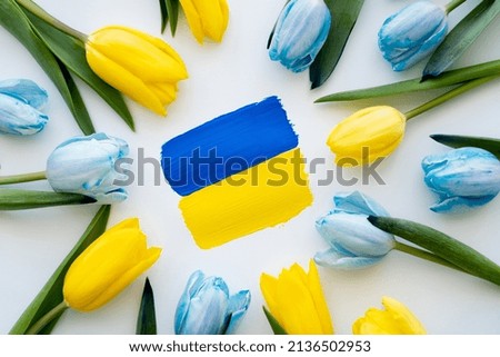 Top view of painted ukrainian flag in frame of blue and yellow tulips on white background