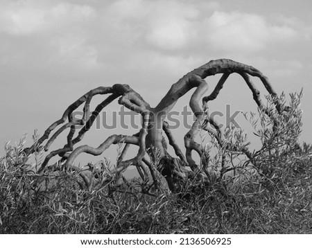photo of a twisted olive tree.