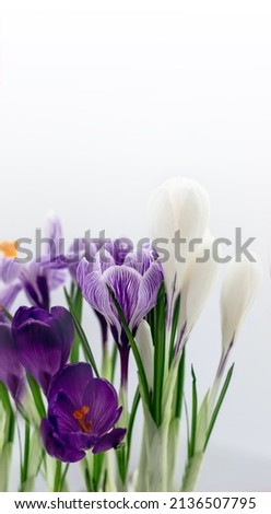 Spring postcard with space for text. Folet and white crocuses on a white background. Side view