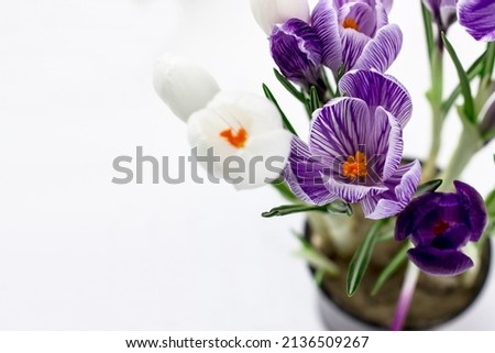 Spring postcard with space for text. Folet and white crocuses on a white background. Top view