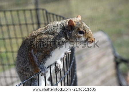 close up image of grey squirrel posing on a wire fence in a park while looking at the camera calmly
