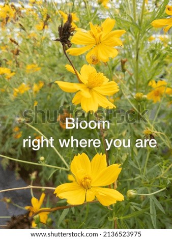 selective focus isolated yellow  bright color flowers, with inspiring text  post covid-19