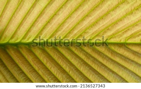 close up young brown leaf texture, leaf of Yang tree ( Dipterocarpus alatus Roxb. ex G.Don ) - Gurjan, Garjan