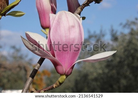 pink magnolia flowers in spring
