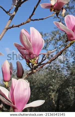 pink magnolia flowers in spring