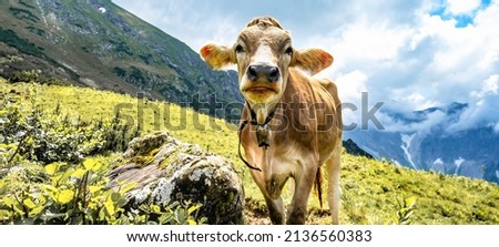 Animal background banner panorama - Funny cow in the mountains Allgäu Austria Alps, on green fresh meadow Royalty-Free Stock Photo #2136560383