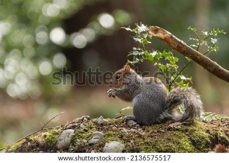 Grey squirrel or eastern grey squirrel (Sciurus carolinensis) feeding on a nut in the forest, with bokeh balls in the background. 