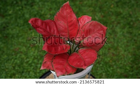 Aglonema Red Anjamani, Aglaonema sp. is an ornamental plant from Thailand. The leaves are dominated by a bright red color combined with a little green at the edges of the leaves. Selective focus