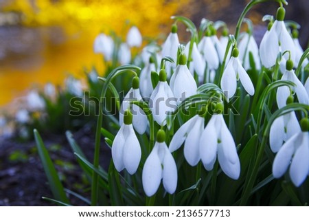 Close-up of fresh snowdrops, galanthus nivalis, first spring flowers blooming in the forest in golden hour. Wildflowers blossom in the morning or evening sunlight. Easter topic, spring symbol