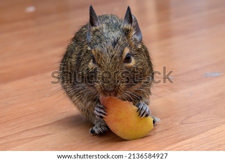 Little cute gray mouse Degu close-up. Exotic animal for domestic life. Degu eats an apple