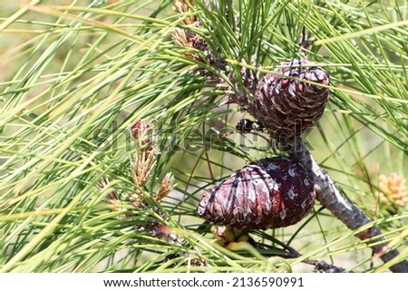 close up of green pine tree branch with cones