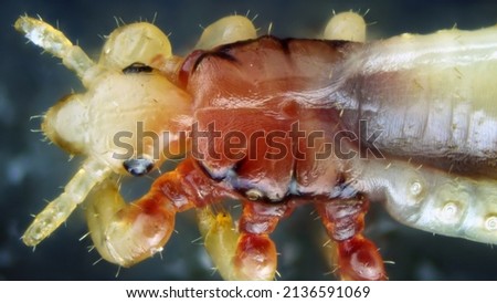 Head louse (Pediculus humanus capitis) under the microscope.