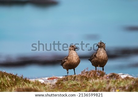 Two great skuas (Stercorarius skua)  sitting together, Treshnish Isles, Scotland Royalty-Free Stock Photo #2136599821