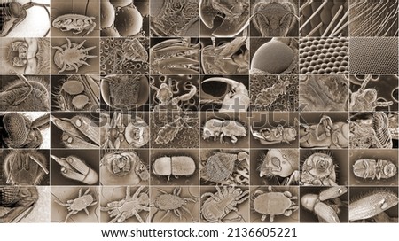 Insect electron microscope photos. Beetles, parasitic ticks, flea, lice, wasps and bees