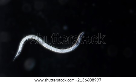Entomopathogenic nematode (Steinernema) under the dark field microscope. Royalty-Free Stock Photo #2136608997