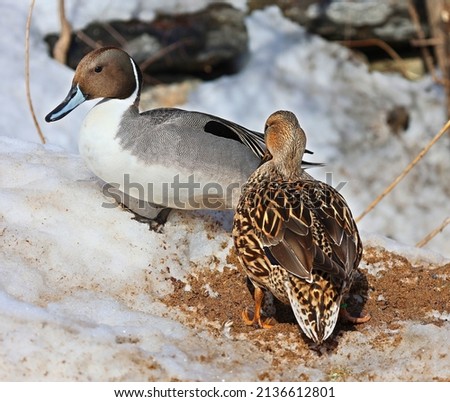 The pintail or northern pintail (Anas acuta) is a duck species with wide geographic distribution that breeds in the northern areas of Europe and across the Palearctic and North America