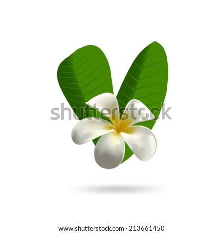 Frangipani exotic vector flower 