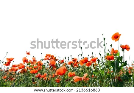 Flowers red poppies ( Papaver rhoeas, corn poppy, corn rose, field poppy, red weed, coquelicot ) on field on a white background with space for text