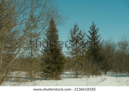 Snow-covered spaces against a forest background on a sunny winter day. Snow and blue sky