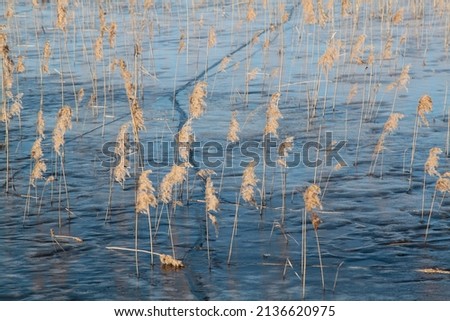 Dry reed in the lake covered with thin layer of ice. Abstract texture, selective focus. High quality photo