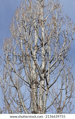 Branches of a poplar tree goes high with a blue background in winter cold. 