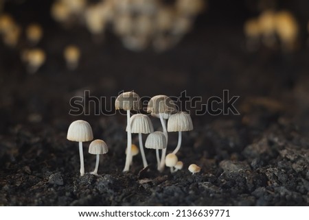 Small mushrooms toadstools. Selective focus