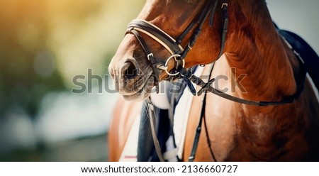 Nose sports red horse in the bridle. Portrait stallion in the bridle. Horse muzzle close up. Dressage horse. Equestrian sport. Horseback riding.
 Royalty-Free Stock Photo #2136660727
