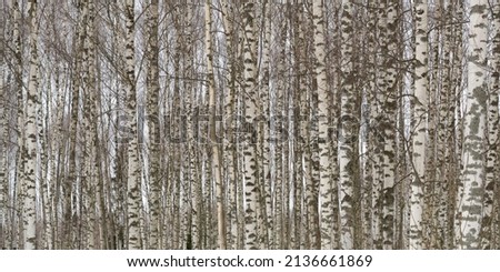 Black and white photo of birch grove in autumn-winter-spring as black-and-white wallpaper