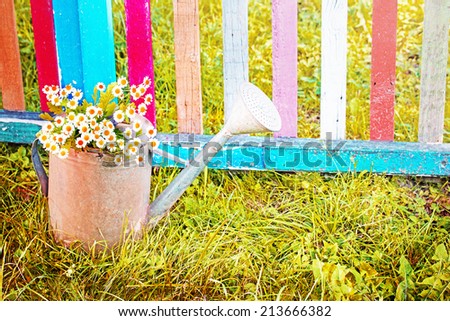Summer beautiful garden with daisy flowers