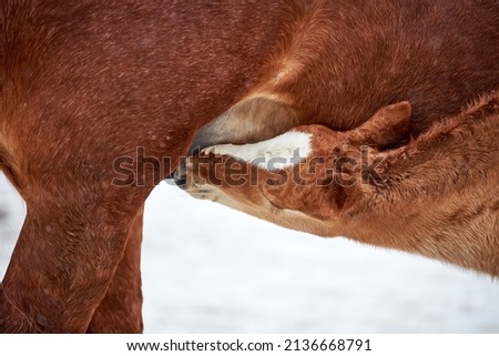 Chestnut foal with white stripe drinking milk from his mother in winter. Newborn cute foal drinks the milk of the mare