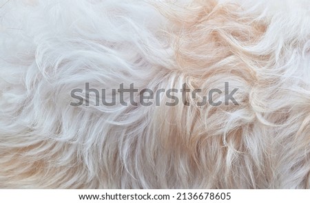brown white fur texture close-up abstract fur background