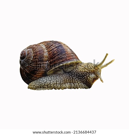 snail on a white background clipping path used to make advertisements flyers news posters magazines