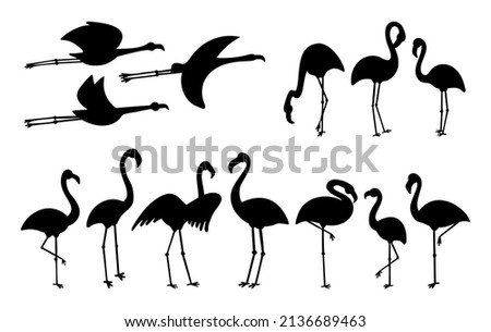 Standing and flying flamingo bird vector. Object and shadow silhouette illustration clipart.