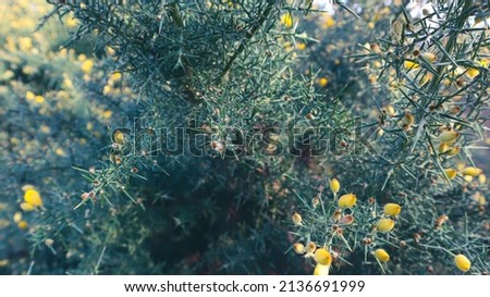 flower in the garden, yellow flower and green leaf