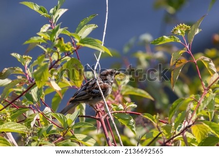 small sparrow sitting up in tree branches