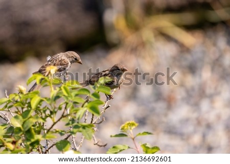 small sparrow sitting up in tree branches